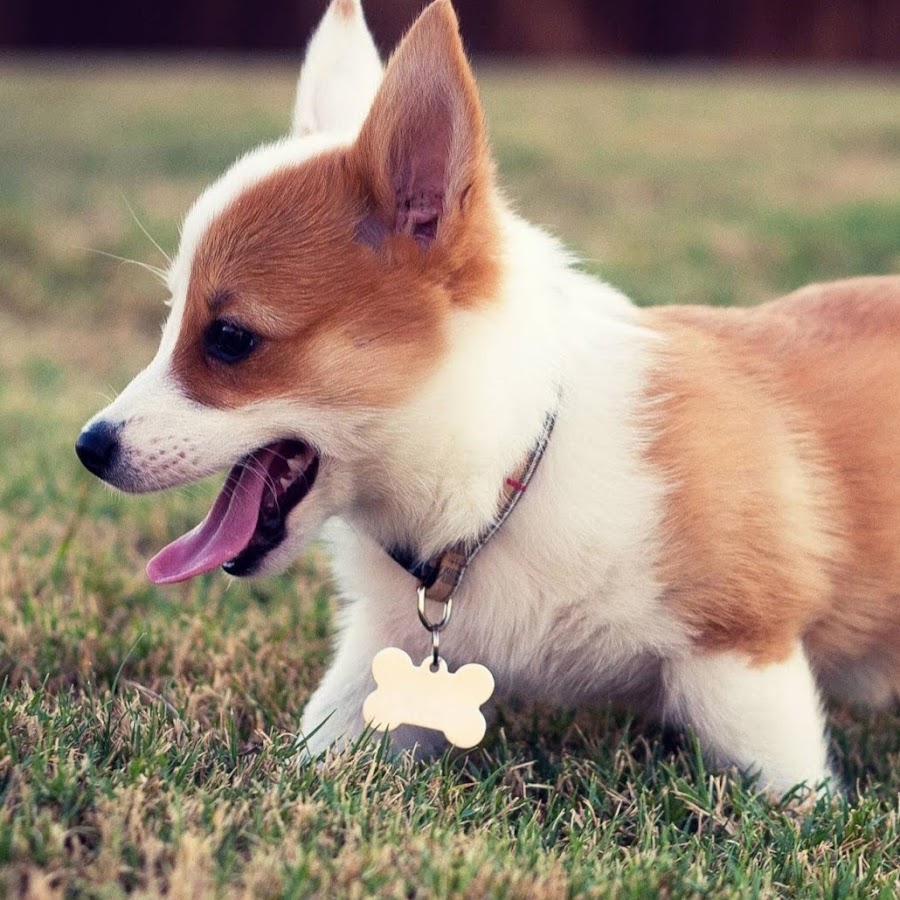 Картинки корги на аву