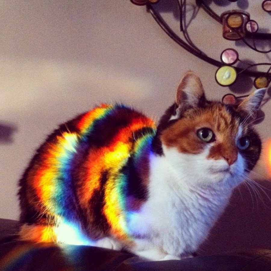 4 цветные коты