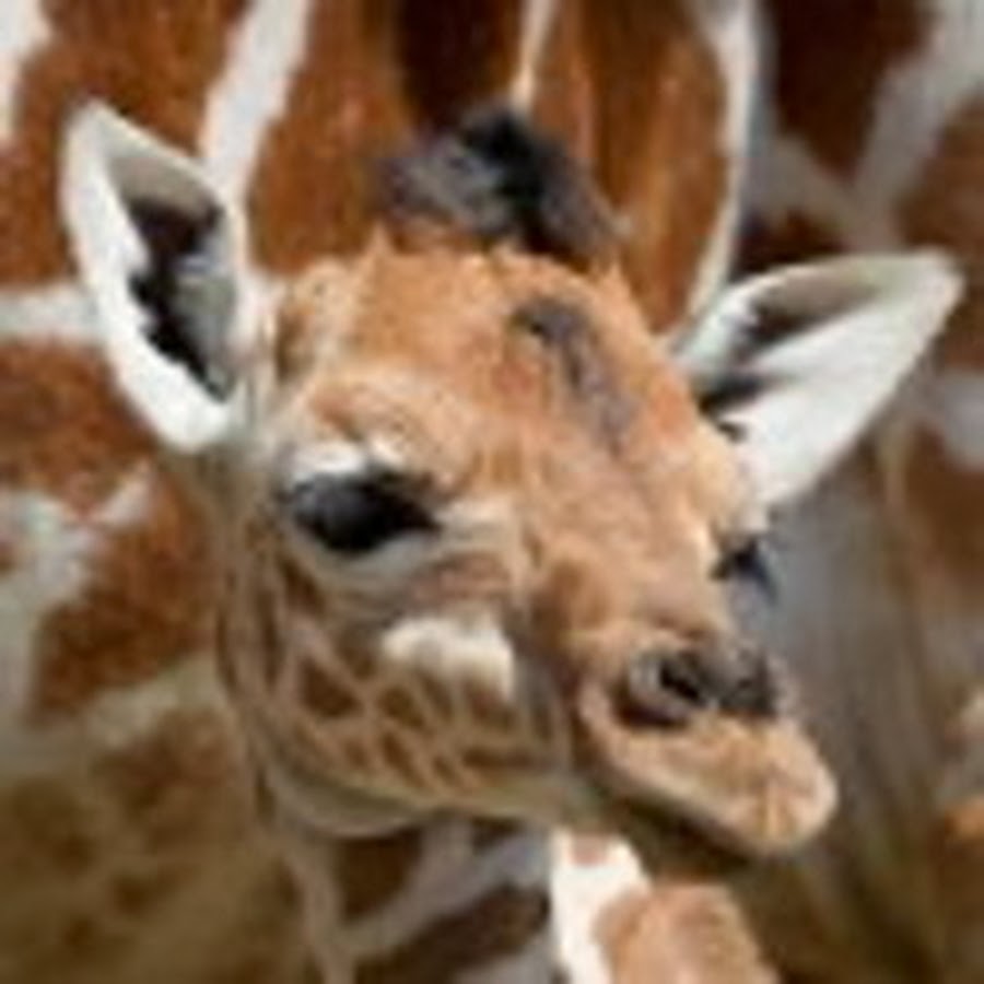 Сколько всего детенышей жирафа родилось за два. Жираф с детенышем. Маленький Жирафенок.