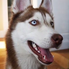 laikathehusky thumbnail