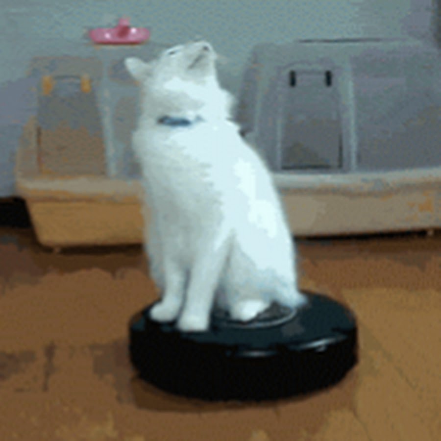 Interstellar Cat Cats, Drake, Animals