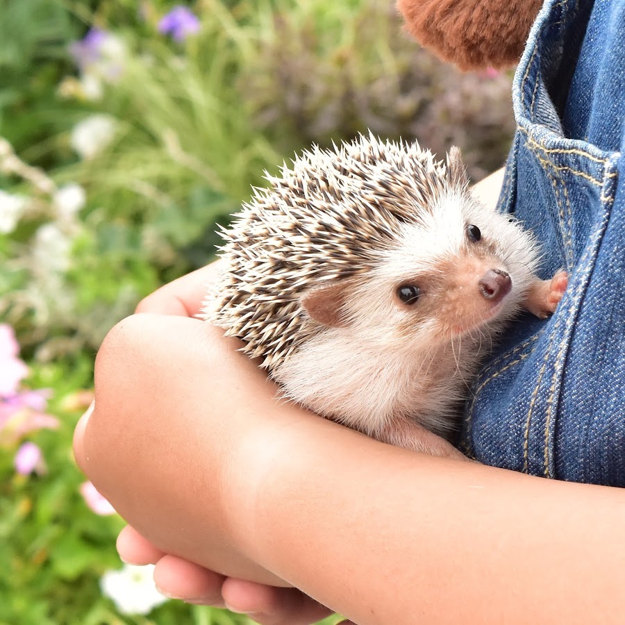 ハリネズミカフェ Harry 横浜店 Youtube