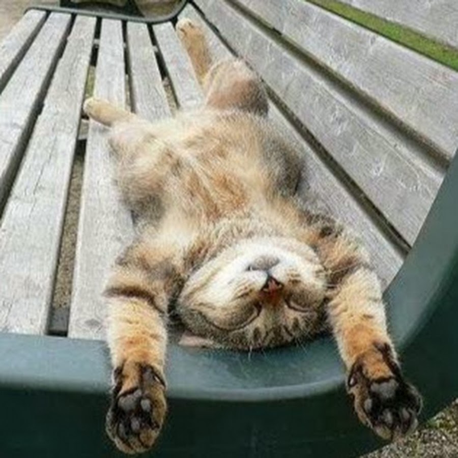 Кот отдыхает картинки прикольные