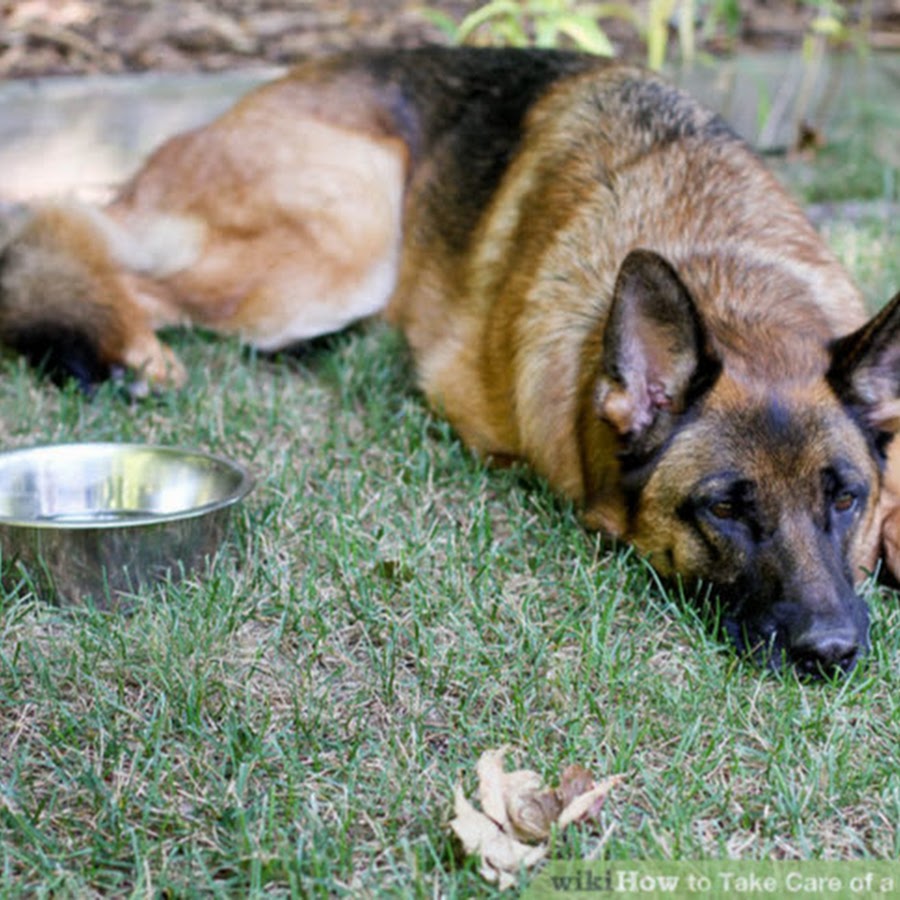 собака овчарка. немецкая овчарка ест щенят. миски для немецкой овчарки. немецкая овчарка ест щенят. немецкая овчарка ест.