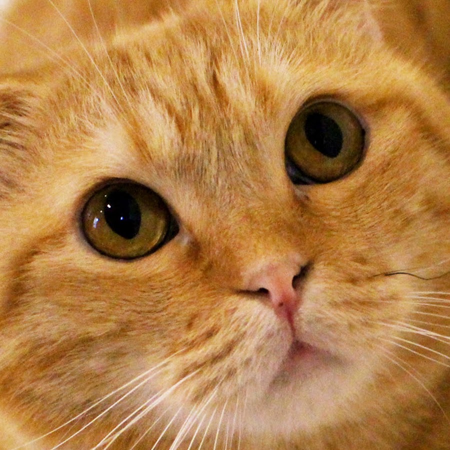 ねこカフェなるcat Cafe Naru Youtube