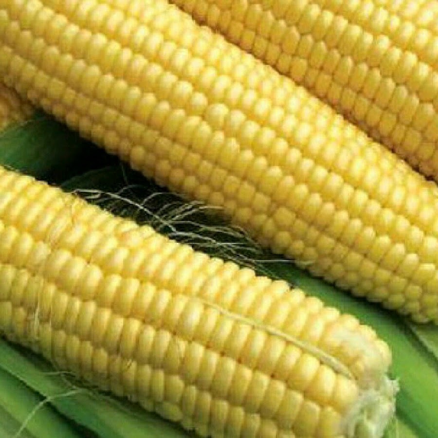 Кукуруза отварная. Кукуруза готовая. Кукуруза бондюэль початок. Молочно восковая спелость кукурузы. Кукуруза в руке.
