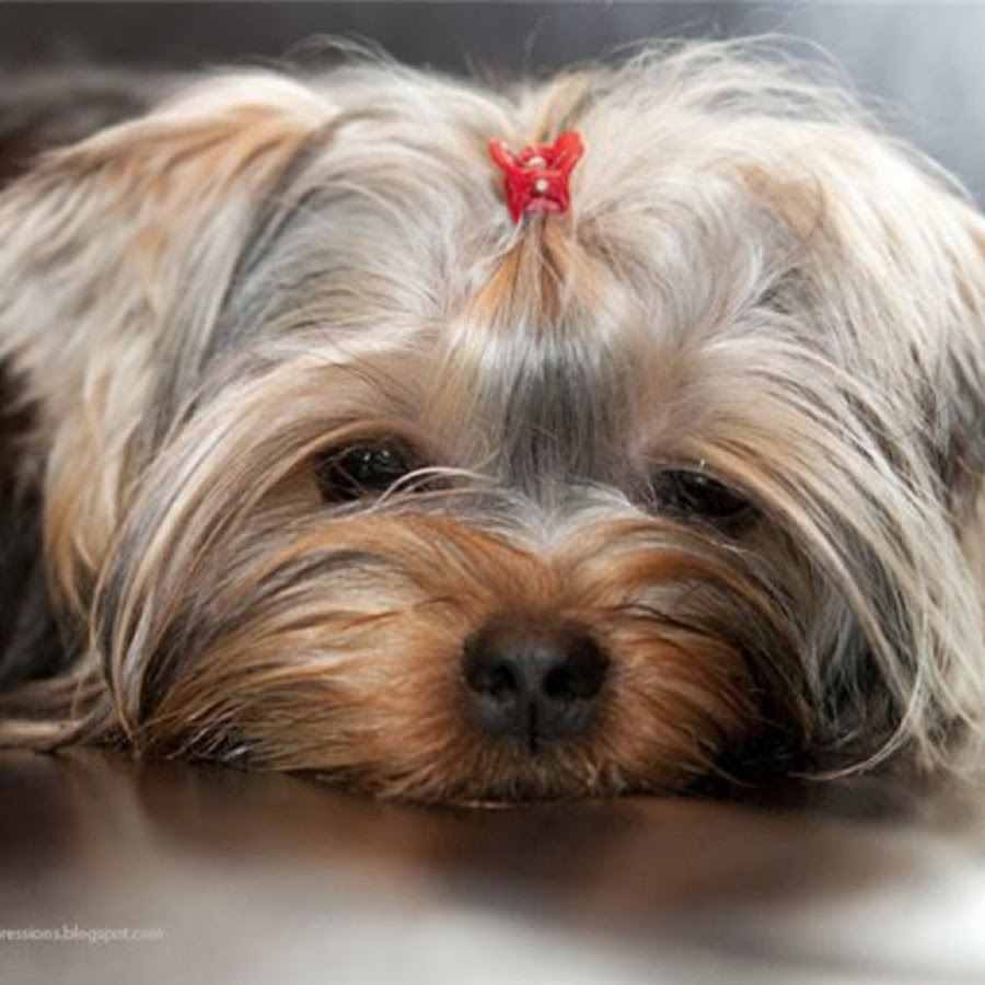 Йоркширский терьер спариваются. Йоркширский терьер. Сердце йорка. Золотистый йоркширский терьер. Сердце йорка.