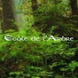 Quel arbre planter dans une école ?