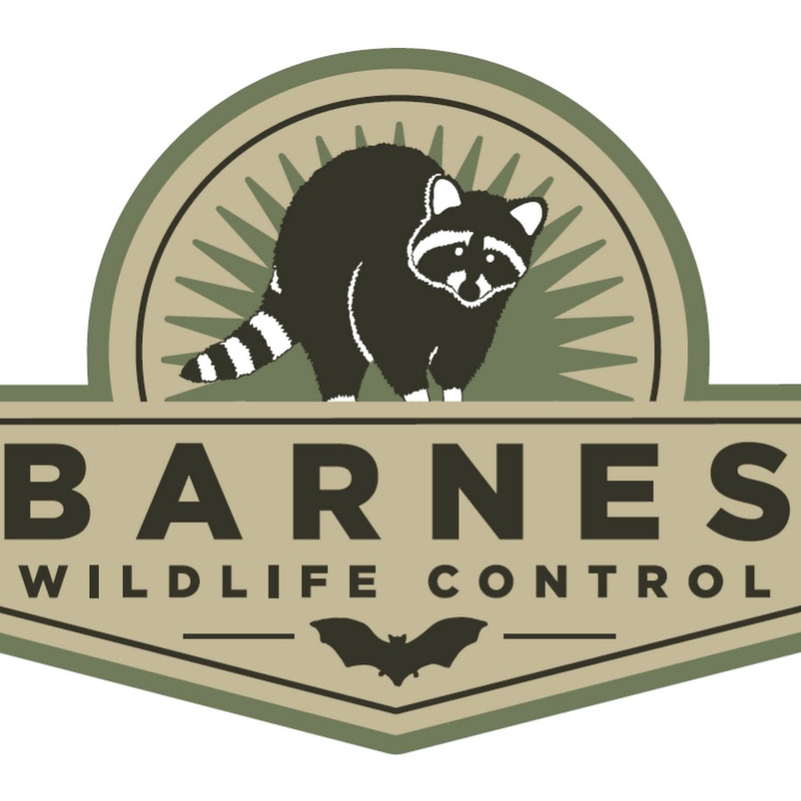 Barnes Wildlife Control Youtube