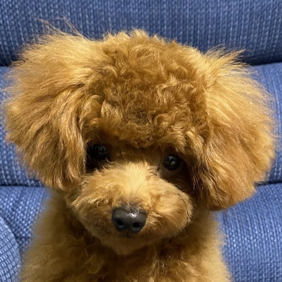 トイプードルのからあげ Youtube