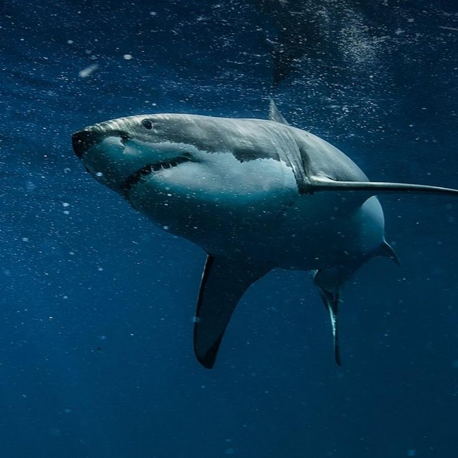 Полярная акула в белом море