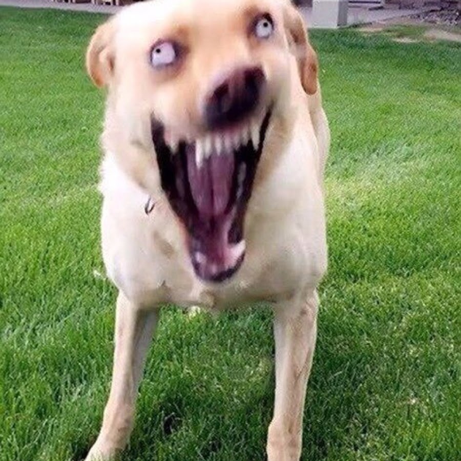 Отказано - Glendale Vito_Batton Forum - Arizona RolePlay