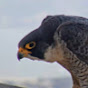 Cal Falcons YouTube Profile Photo