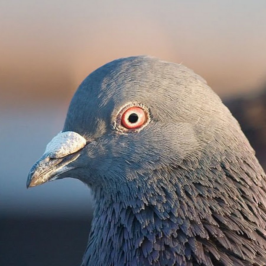 Картинка голубя в очках