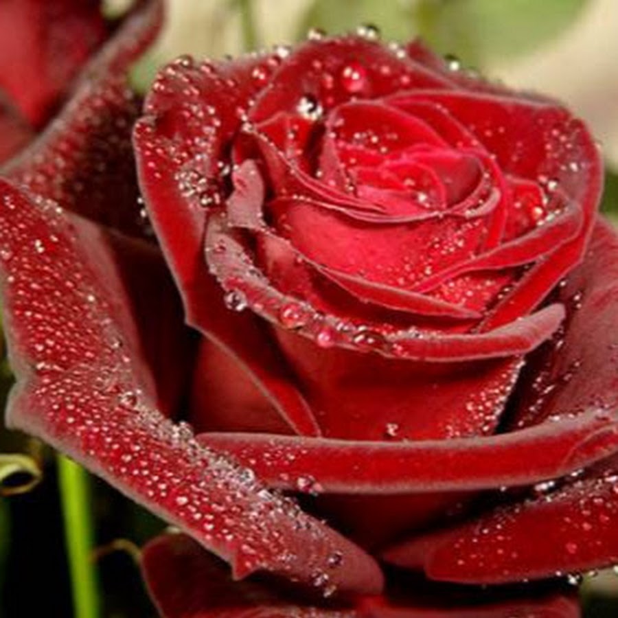 Нина Татаринова