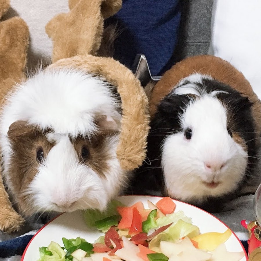 アルエルちゃんねる Youtube