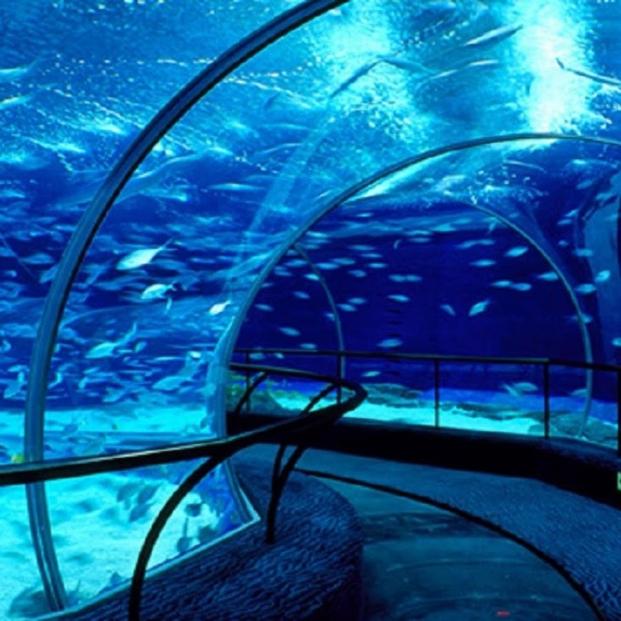 Океанариум в шанхае