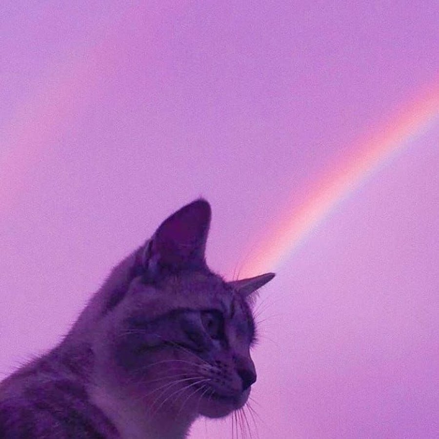 Фиолетовая Эстетика котик
