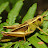 Grasshopper K
