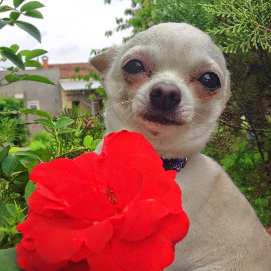 Chiwawa song. Chiwawa speed up. Чивава танец. Chiwawa speed up. Чивава игра.
