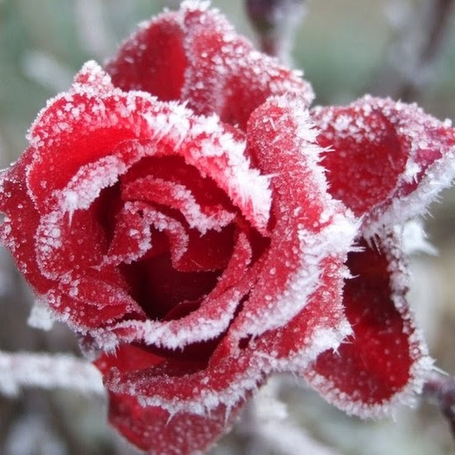 Snowing rose