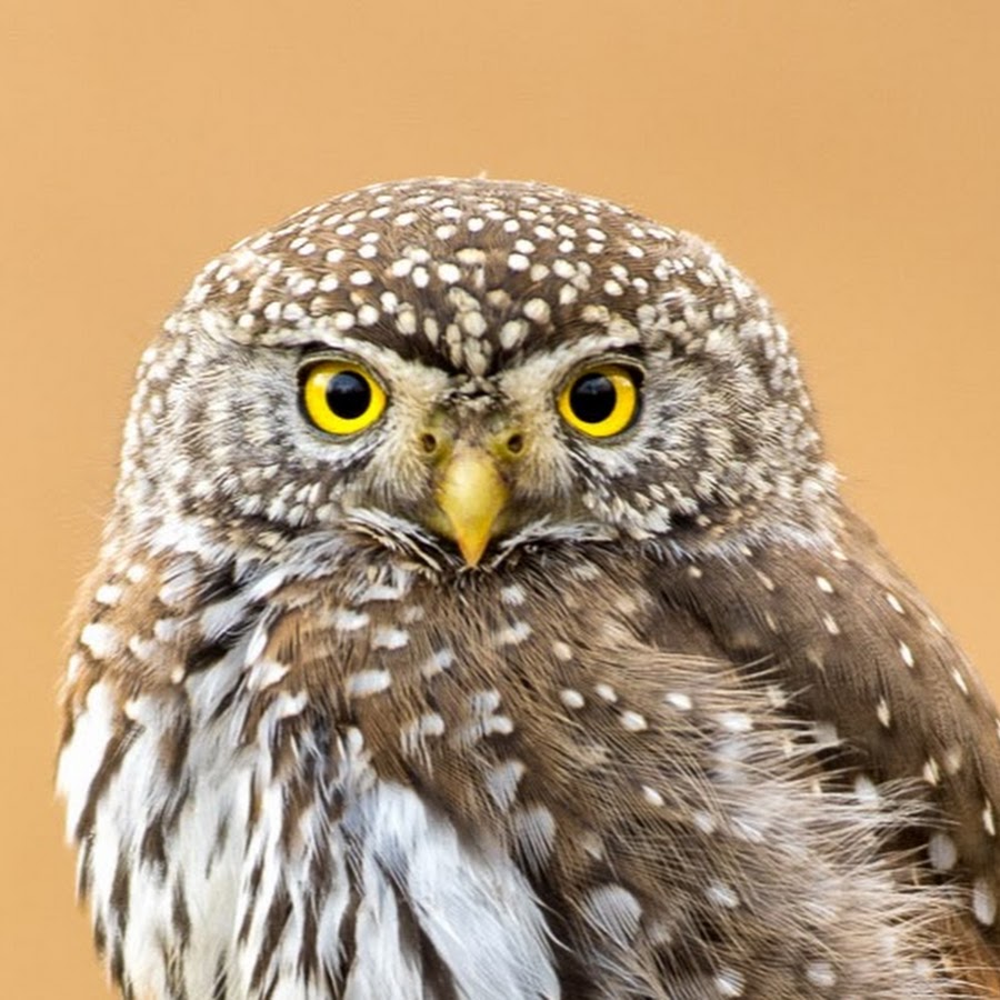 Jason Kazuta Youtube