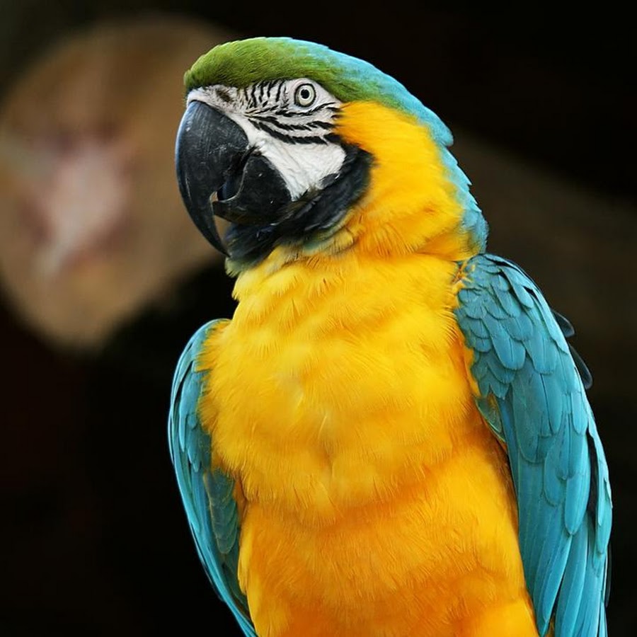 Роскошный баррабандов попугай. Попугай ара фото. Выглядит ар. Попугай ара. Африканский попугай ара.