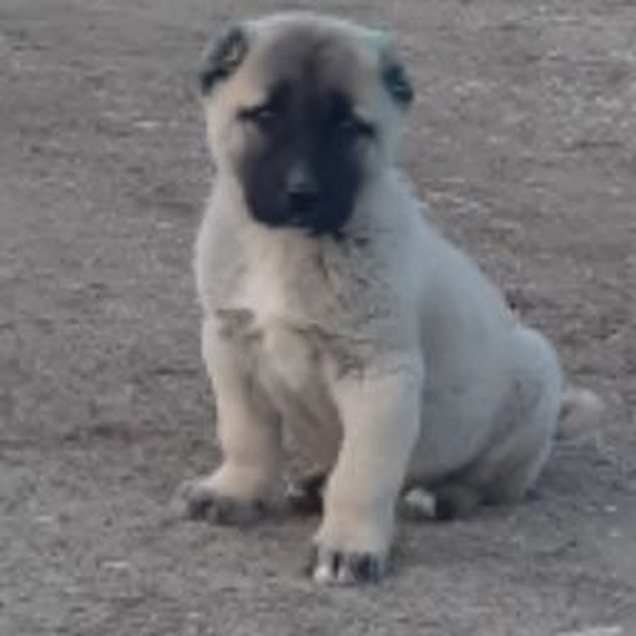 Anadolu Kopekleri Youtube