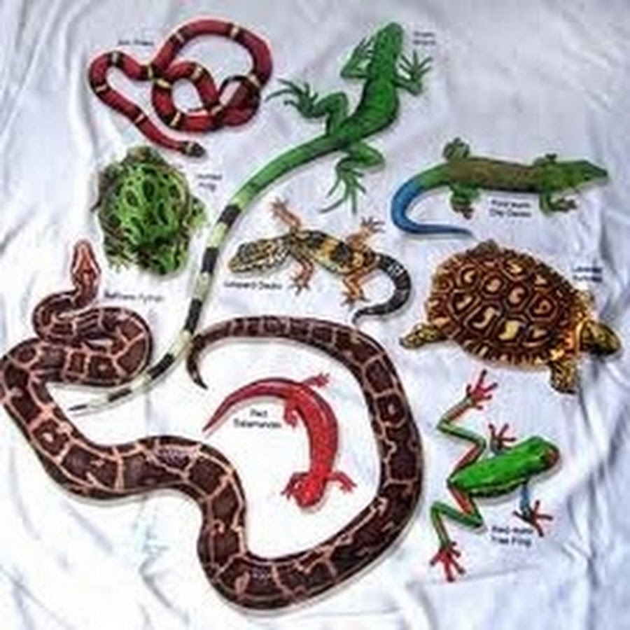 Пресмыкающиеся подготовительной группе. Змеи и ящерицы. Рептилии для детей. Пресмыкающиеся рептилии. Интересные пресмыкающиеся.