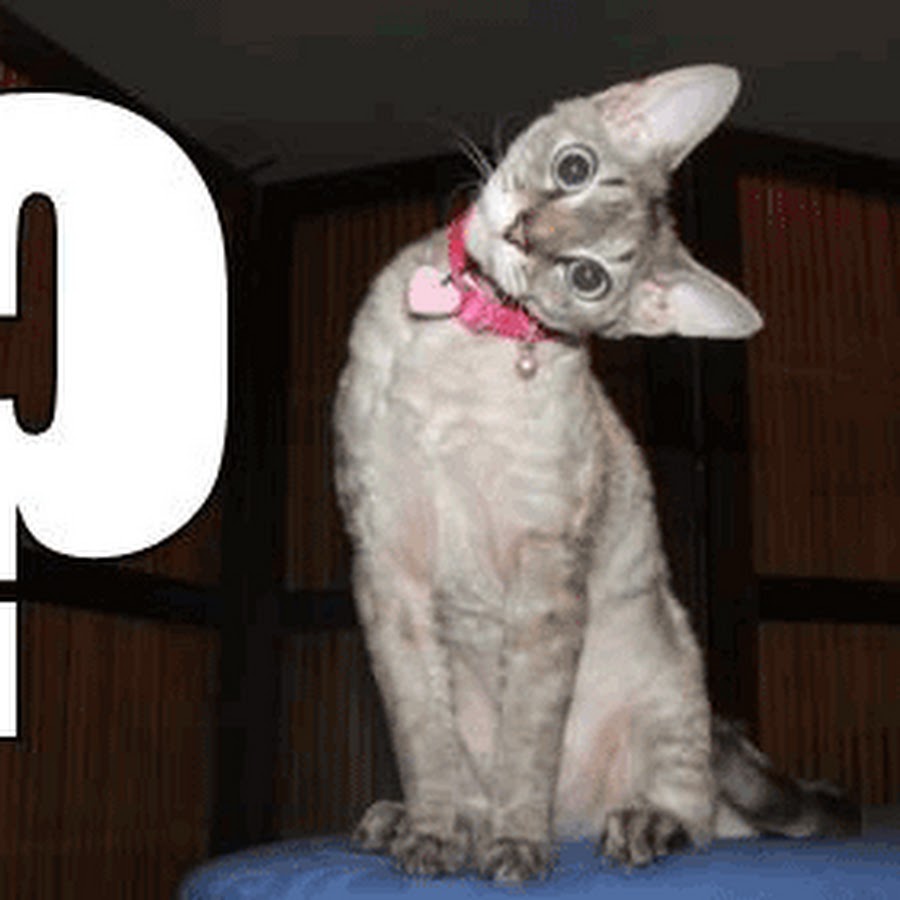 кот задает вопросы. вопросительный котик. кот задает вопросы. котик вопросик. кот выглядывает.