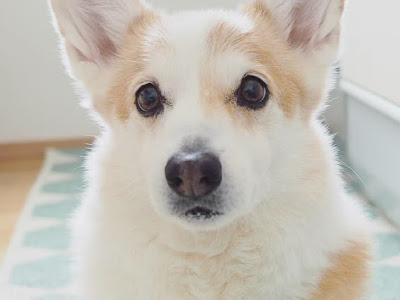 √ コーギー インスタ 395474