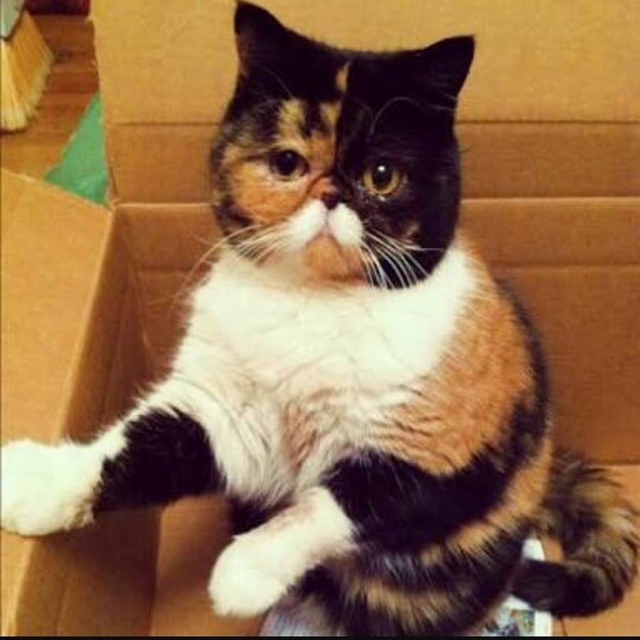 Важный котик