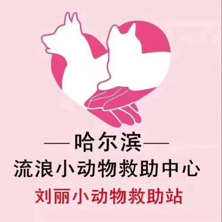 劉麗小動物救助站li Liu Small Animals Rescue Camp Youtube