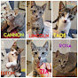 From Forgotten to Forever Rescue CATS! YouTube Profile Photo