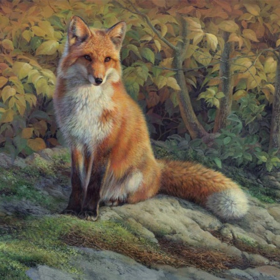 Красавица лиса в лесу. Лиса живопись. Лиса маслом. Лиса картины художников. Рисунок лисы в лесу