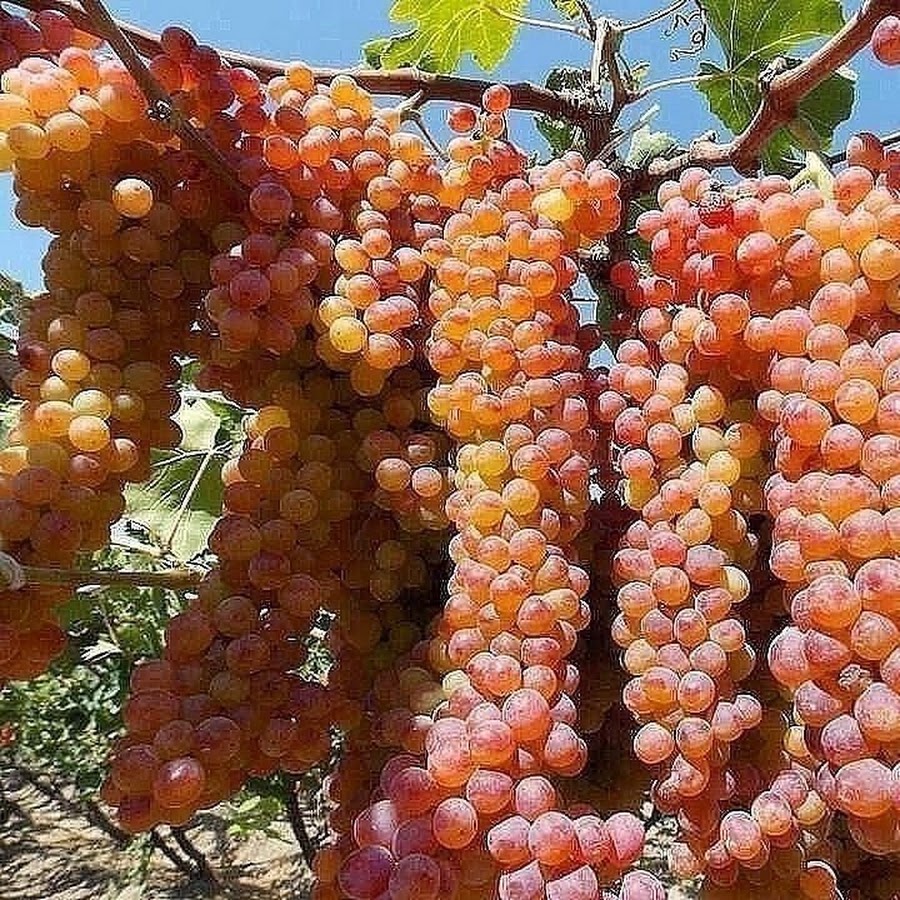 виноград барселона описание сорта