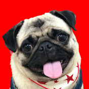Asobone わんこ用のガムスタンドに悪戦苦闘するパグ犬の姿をぜひ見てほしい パグ Pug Youtube