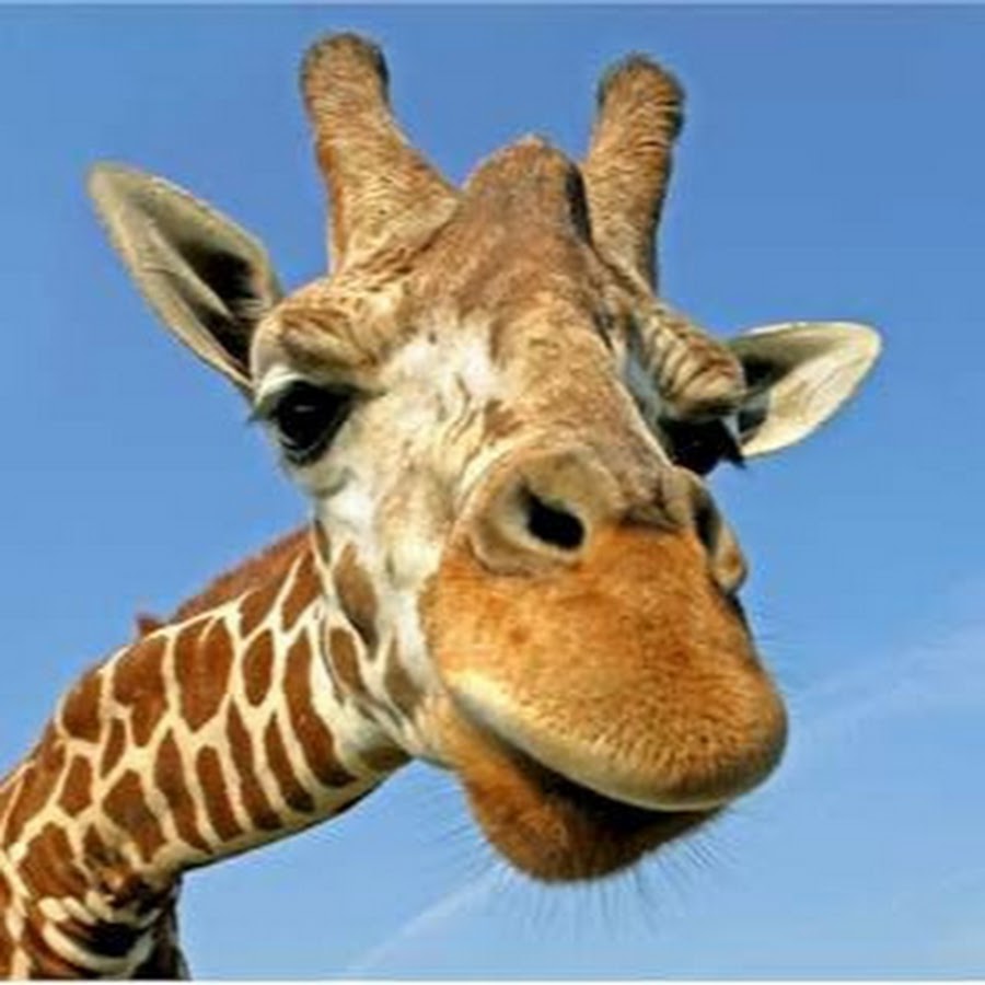 детский стишок про жирафа. жираф песенка для детей. есть на свете место беззаботное. жирафа гиф. пятнышки жирафа.