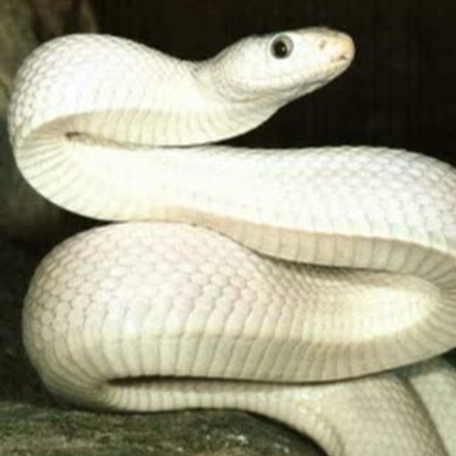 белый уж. белый уж. змея техасский полоз. змеи альбиносы. моноклевая кобра.