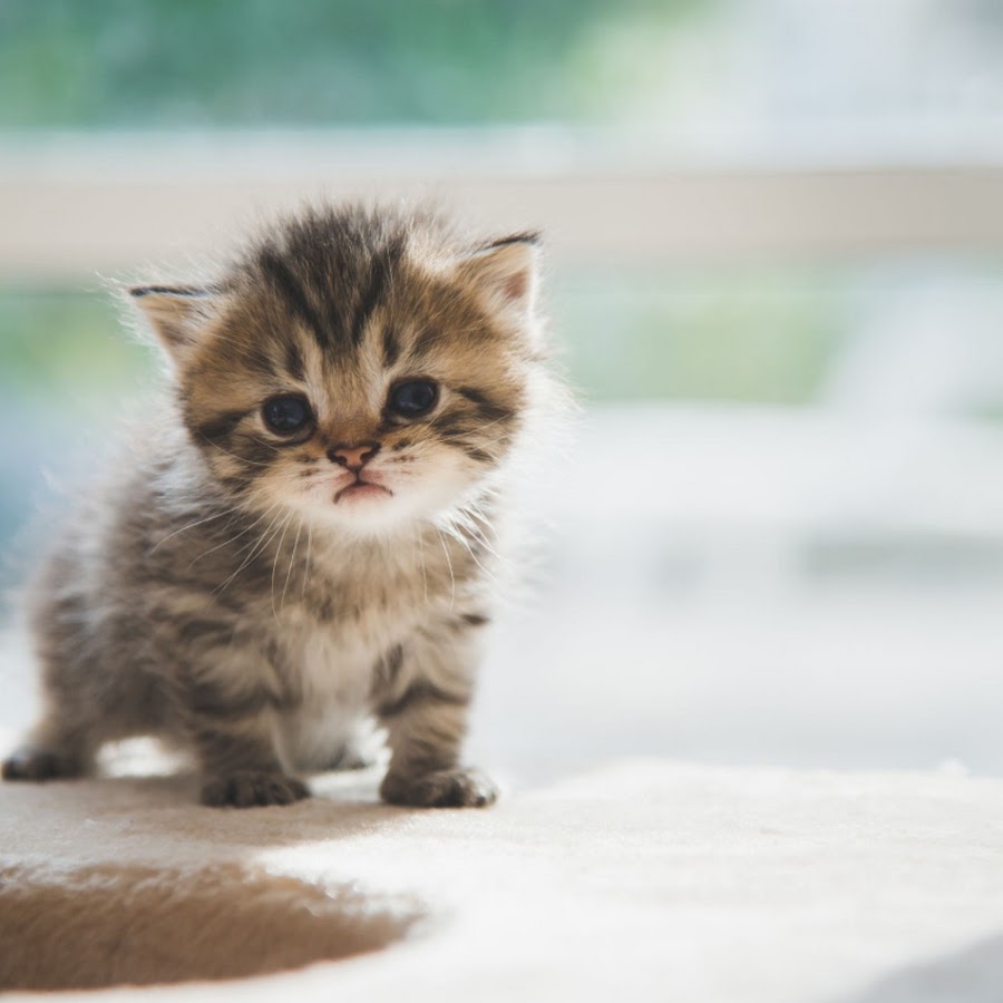 Котики фото
