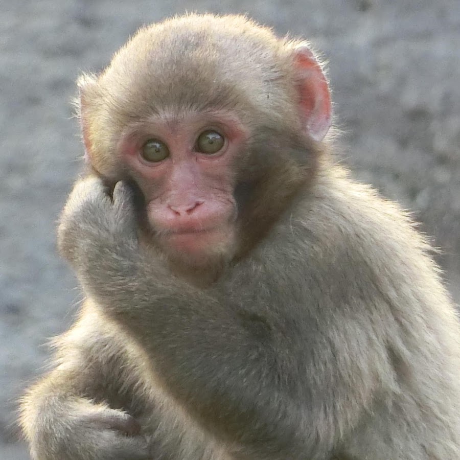 お猿さん Youtube