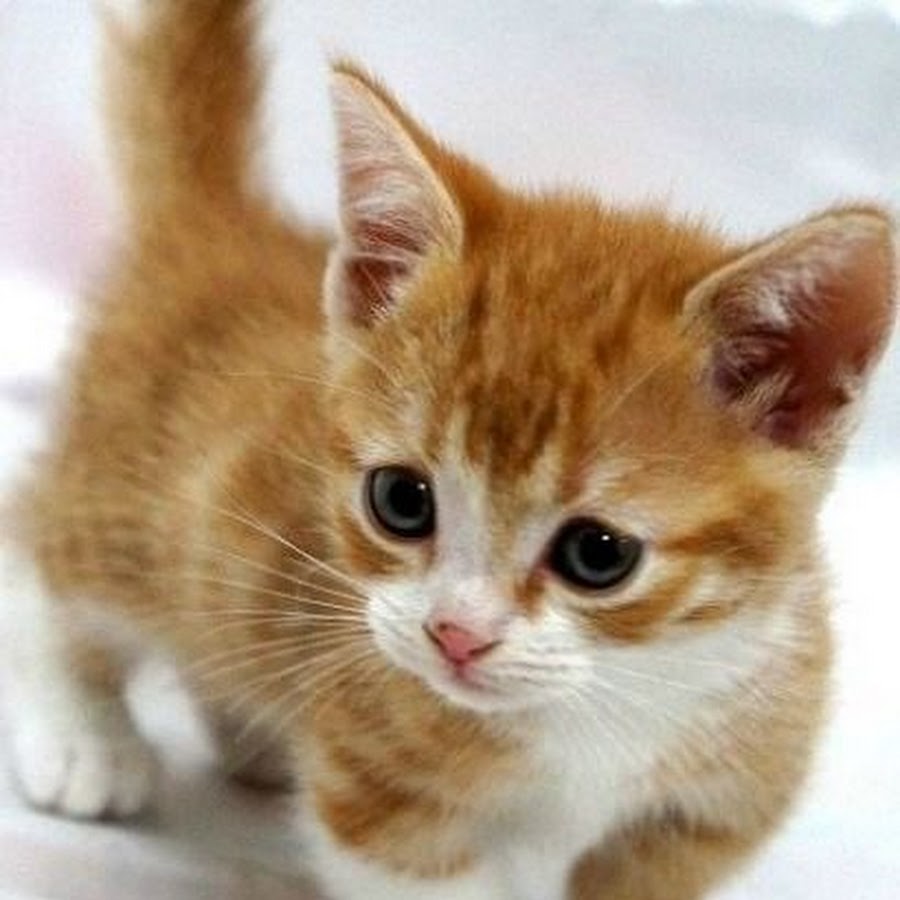 Манчкин кошка рыжая