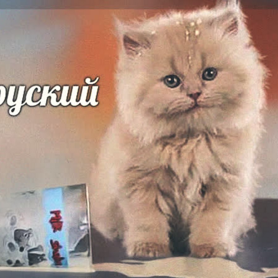 картинки про кошек и котят с голосами