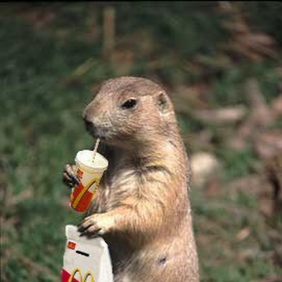 Суслик. Прикольный сурок. Сурок луговой. Луговая собачка. Суслики смешные.