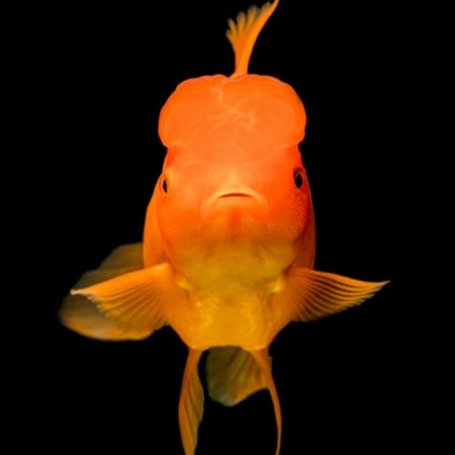 Ава рыбки до 7 см фото Dipanjan's Ornamental Fish Farming - YouTube