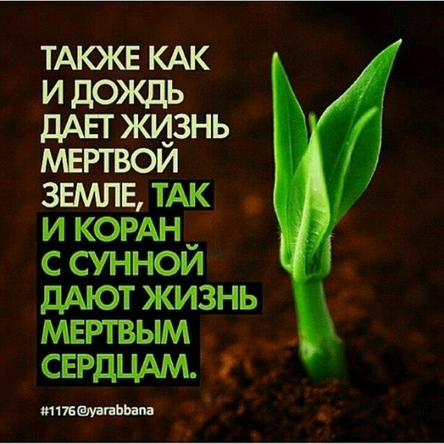 Изречения из Корана в картинках