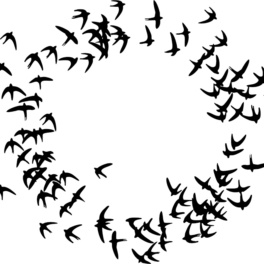 Птицы летают по кругу