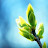 SpringBud