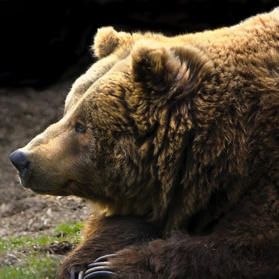 массажер yovee gummy bear. Just bears. Night bear. Bebetto just bears мармелад. Just bears.