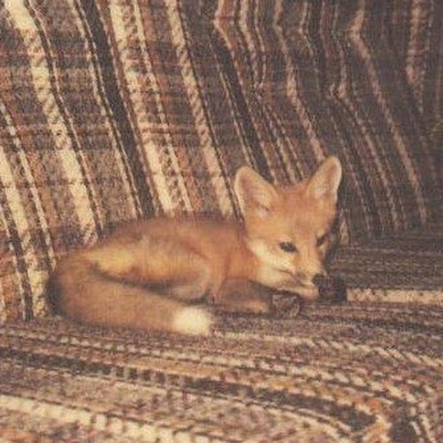 Max fox